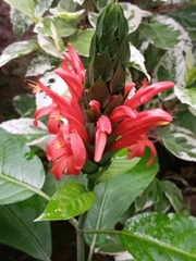 Pachystachys spicata