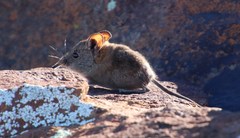 Elephantulus pilicaudus