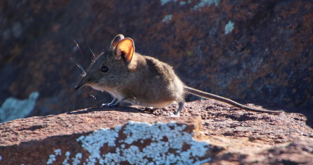 Karoo Rock Sengi