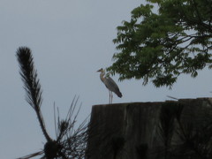 Ardea cinerea