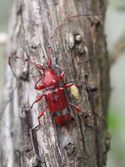 Dicelosternus corallinus