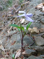 Viola lactea
