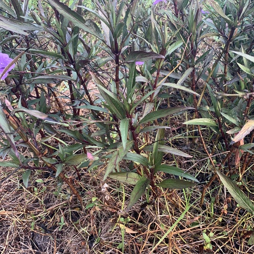 Ruellia simplex image
