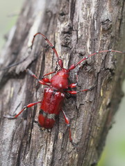 Dicelosternus corallinus