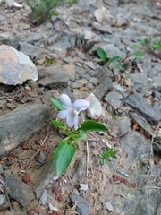 Viola lactea