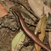 Indian Forest Skink - Photo (c) Holis Lam, some rights reserved (CC BY-NC), uploaded by Holis Lam