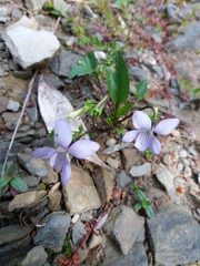 Viola lactea