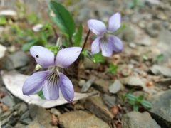 Viola lactea