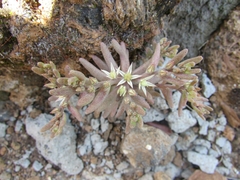 Sedum rubens