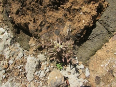 Sedum rubens