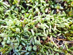 Abrotanella caespitosa
