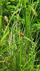 Dicelosternus corallinus