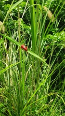 Dicelosternus corallinus