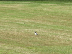 Motacilla alba lugens