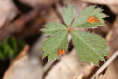 Phragmidium potentillae