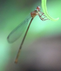 Igneocnemis haematopus