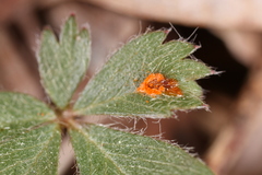Phragmidium potentillae
