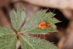 Phragmidium potentillae