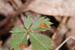 Phragmidium potentillae