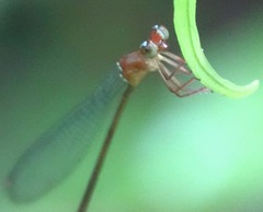 Igneocnemis haematopus