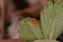 Phragmidium potentillae