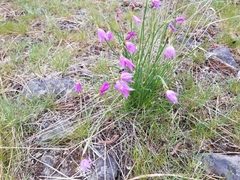 Olsynium douglasii