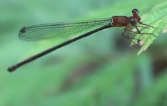 Igneocnemis haematopus