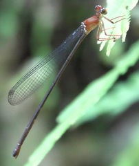 Igneocnemis haematopus