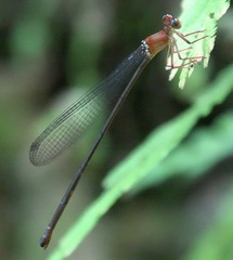 Igneocnemis haematopus