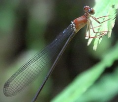 Igneocnemis haematopus