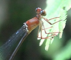 Igneocnemis haematopus