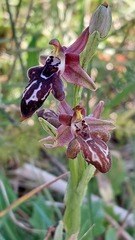 Ophrys cretica