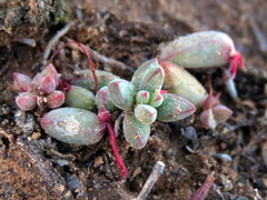 Crassula subaphylla