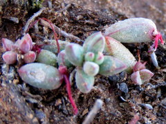 Crassula subaphylla