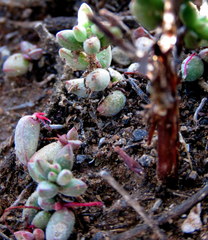 Crassula subaphylla