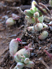 Crassula subaphylla