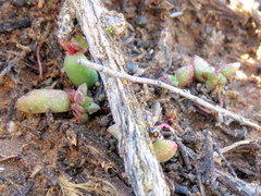 Crassula subaphylla