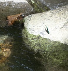 Neurobasis luzoniensis