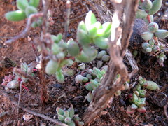 Crassula subaphylla