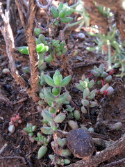 Crassula subaphylla