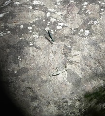 Neurobasis luzoniensis