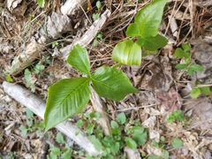 Arisaema triphyllum