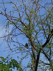 Corvus macrorhynchos levaillantii