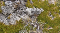 Dracophyllum muscoides