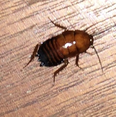 Parcoblatta pennsylvanica