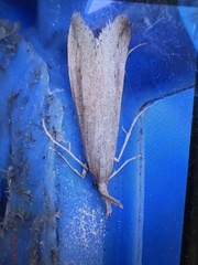 Donacaula longirostrallus