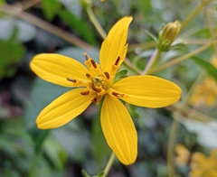 Asteraceae