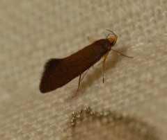 Crassa unitella