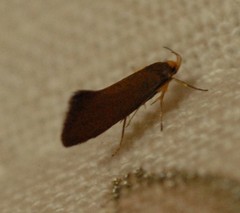 Crassa unitella