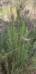 Baccharis boliviensis